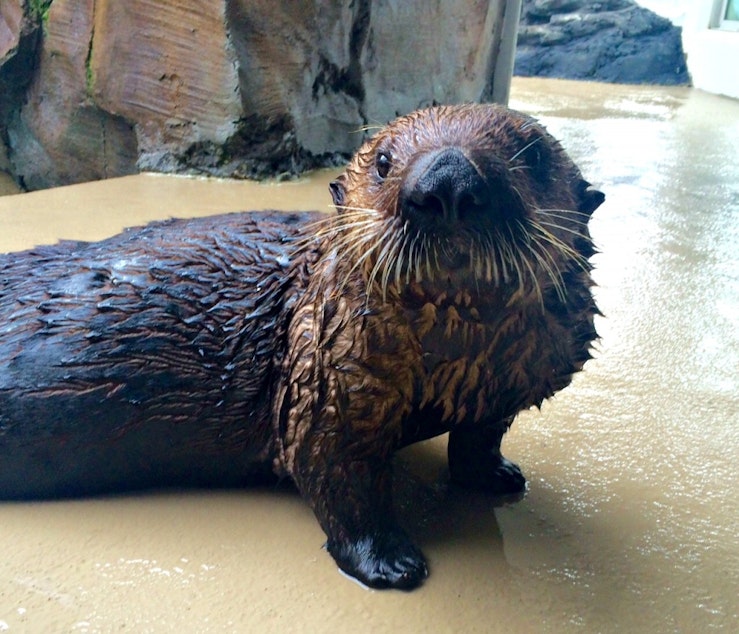 caption: Mishka the asthmatic otter is doing fine despite the wildfire smoke, the Seattle Aquarium tweeted last week.