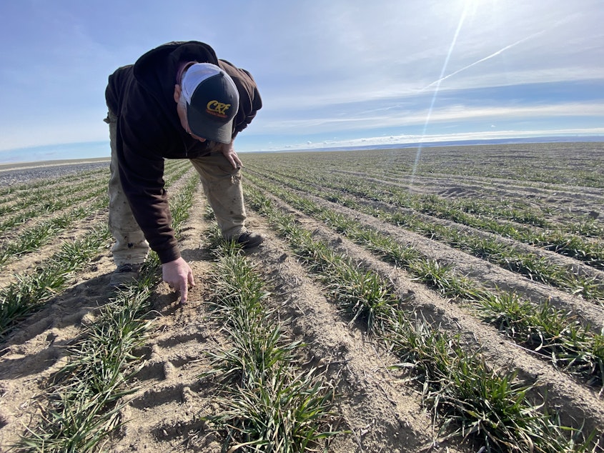 caption: Chris Herron, 66, of north Franklin County, digs his finger down to frozen moisture in his wheat field. It’s drier than he’d like for this time of year. 