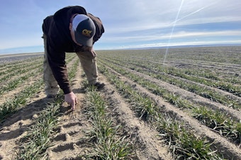 caption: Chris Herron, 66, of north Franklin County, digs his finger down to frozen moisture in his wheat field. It’s drier than he’d like for this time of year. 