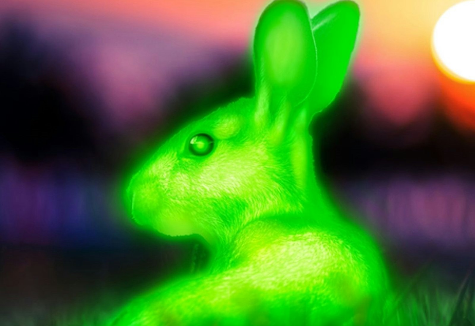 KUOW - Glowing bunnies and climate change denial. What could go wrong?