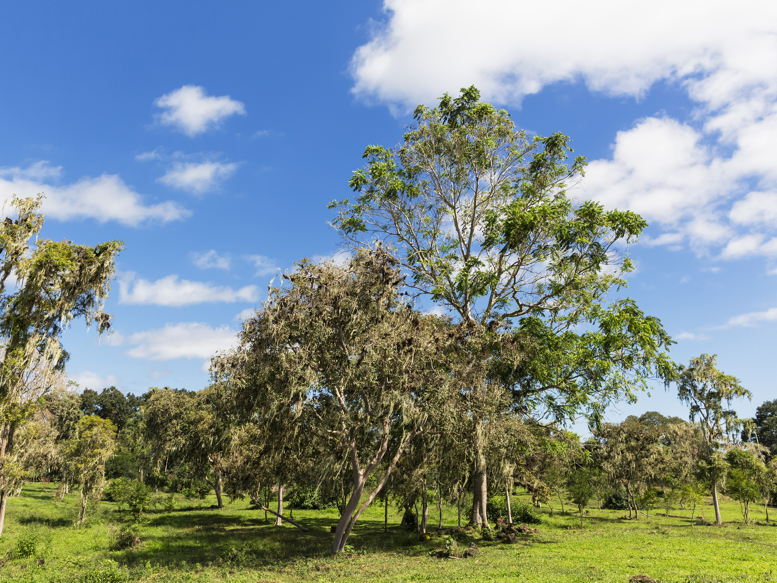 caption: The manchineel tree is the most dangerous tree on the planet. A single bite of the fruit can lead to death, and touching the bark, sap or leaves results in painful blisters.