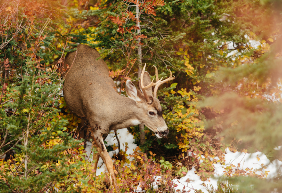 caption: A deer in Mount Rainier National Park. 