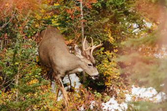 caption: A deer in Mount Rainier National Park. 