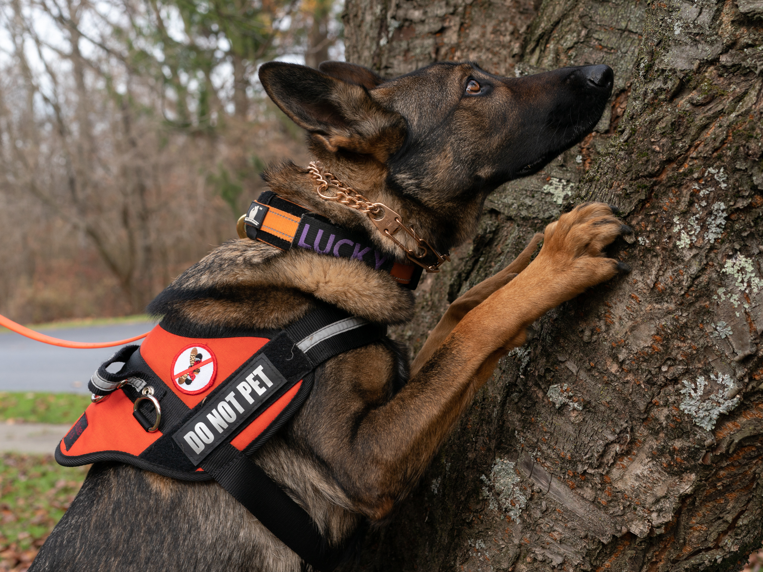 caption: Lucky searches a tree for spotted lanternfly eggs. The insects often lay them in hard-to-reach places.