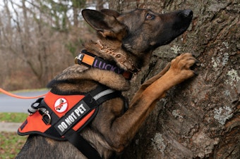 caption: Lucky searches a tree for spotted lanternfly eggs. The insects often lay them in hard-to-reach places.