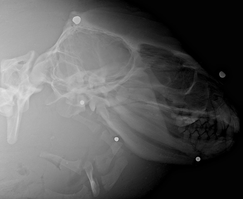 caption: An X-ray of the head of a California sea lion, peppered with five shotgun pellets of two calibers. The animal washed up dead in West Seattle in November.