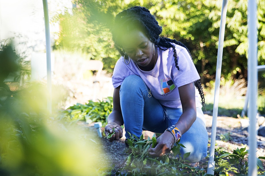 caption: Nyema Clark, urban farmer and founder of Nurturing Roots,  harvests shishito peppers on Sunday, September 27, 2020, at Nurturing Roots in the Beacon Hill neighborhood of Seattle.