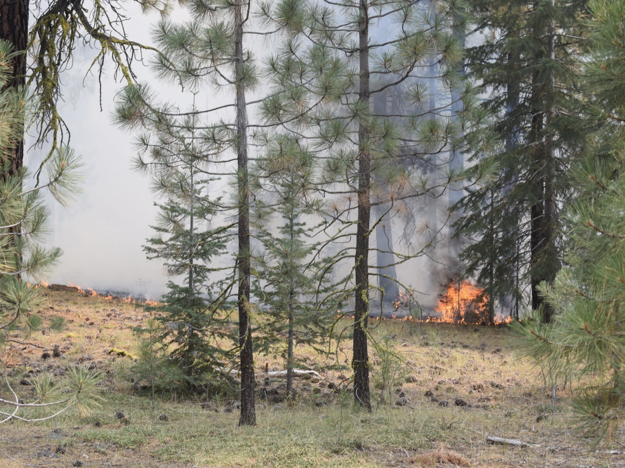 caption: The Ranch Fire shortly after it was discovered. Investigators say they've linked the blaze and others to Gary Maynard, a former college professor. He is charged with starting only the Ranch Fire.