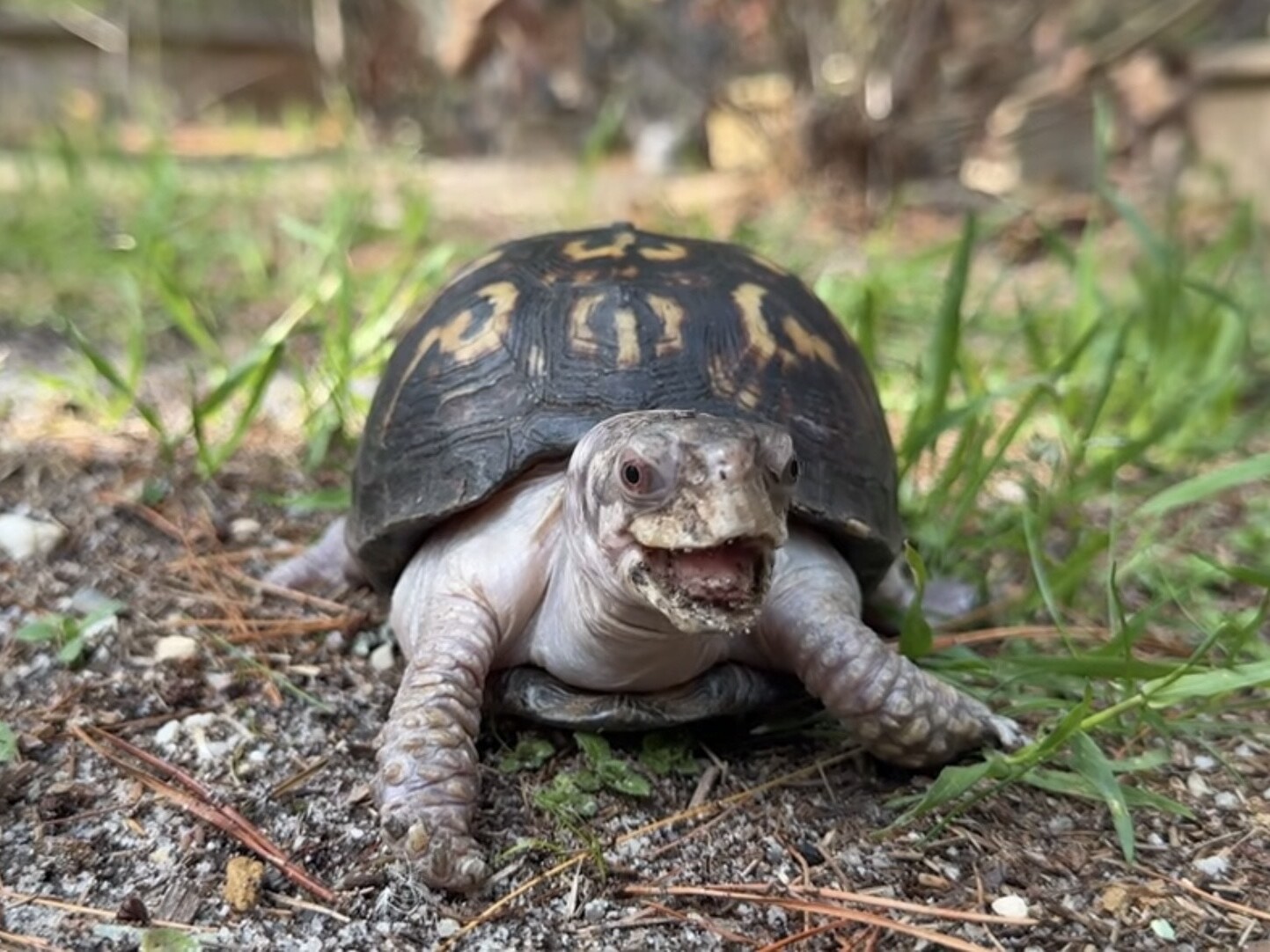 caption: Rockalina the eastern box turtle enjoys the outdoors for the first time in nearly 50 years.