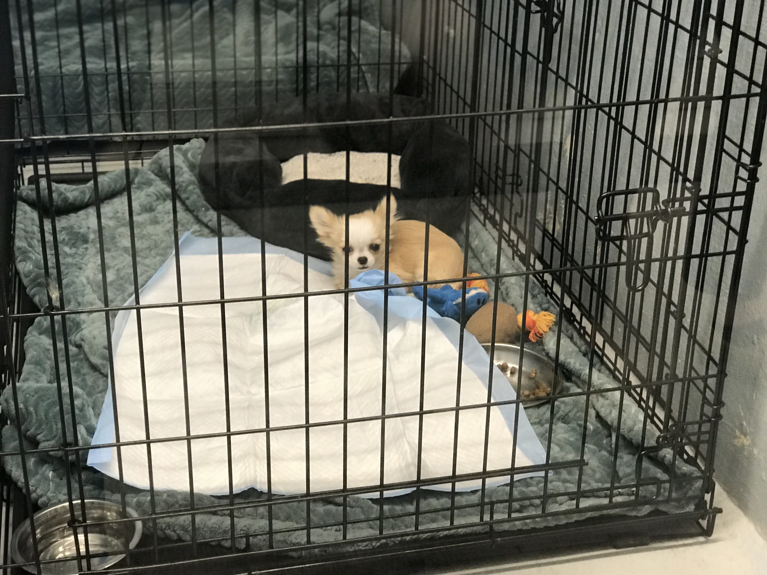 caption: This puppy was one of the 220 animals rescued at a West Seattle home in October 2020. Animal cruelty thrives in isolation, prosecutors say, and appears to be on the rise during this pandemic. 
