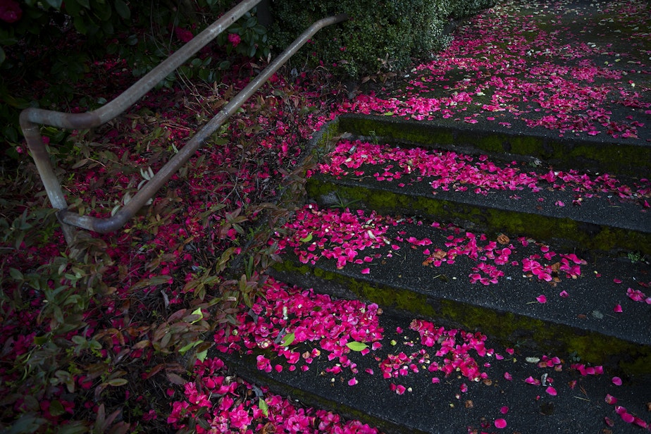 caption: Flower petals line a stairway along 12th Avenue Northwest on Saturday, March 15, 2025, in Seattle.