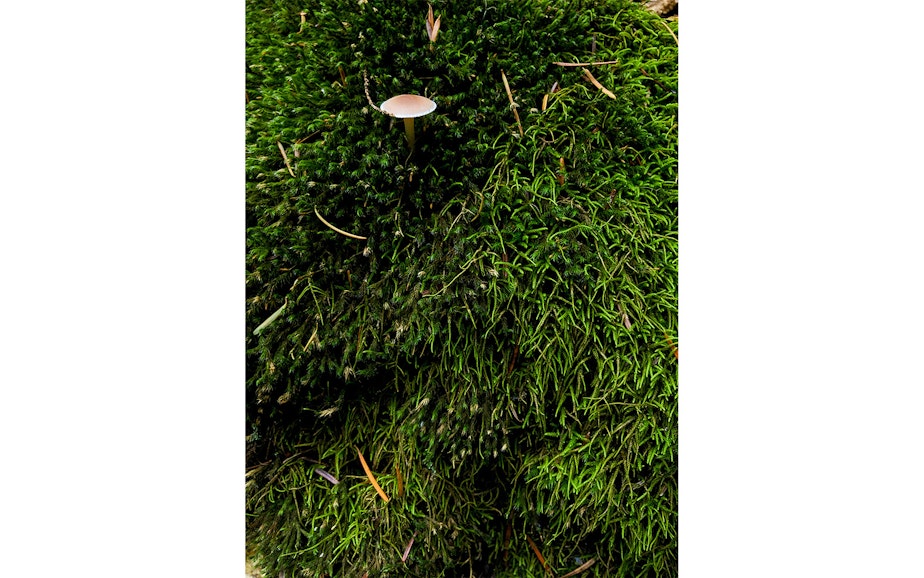 caption: Mushrooms in the Cascades of Washington state during a mushrooming event in mid-October 2019.