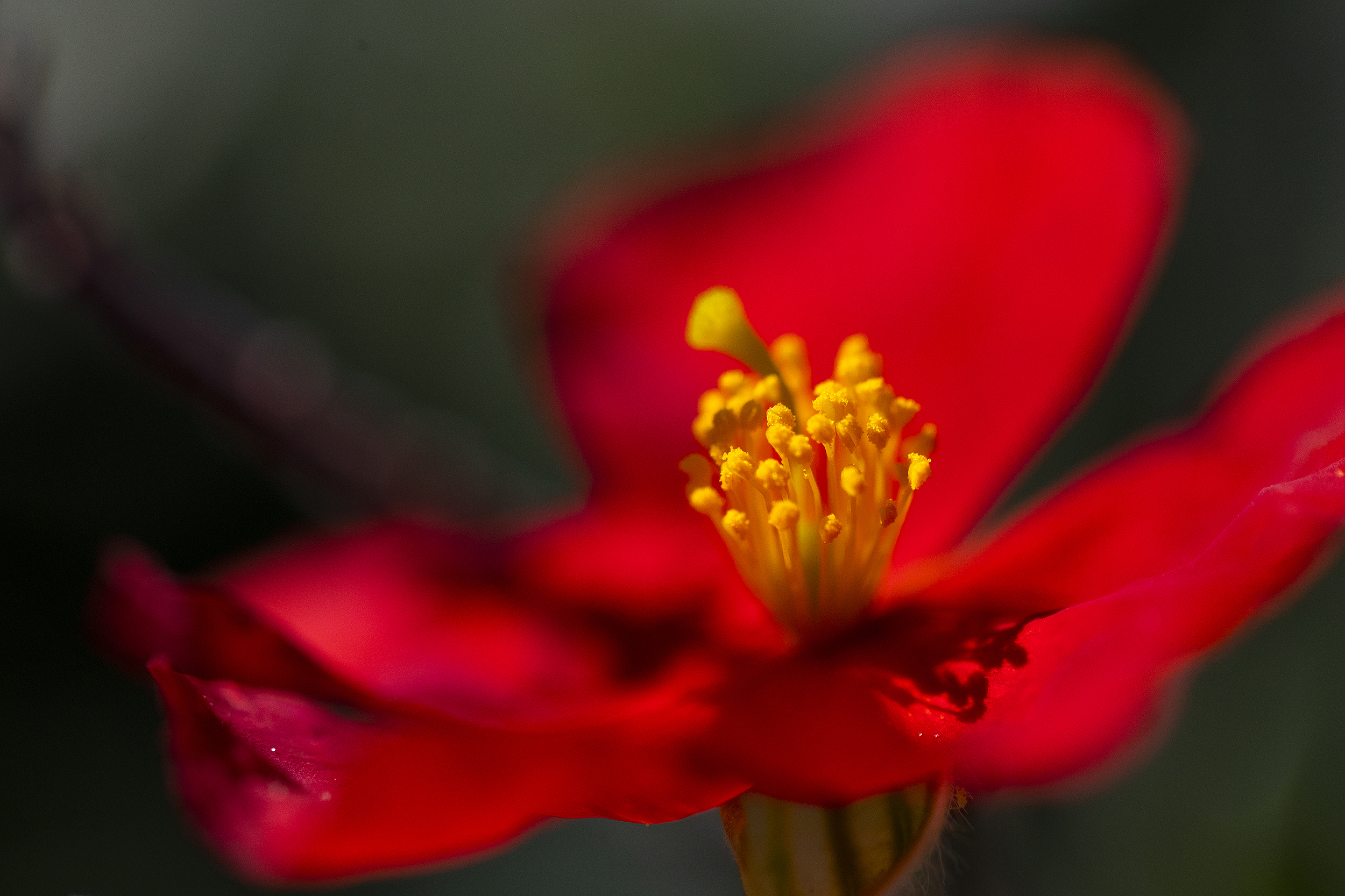 caption: A hibiscus aponeurus plant blooms on Thursday, April 9, 2026, in Seattle. 