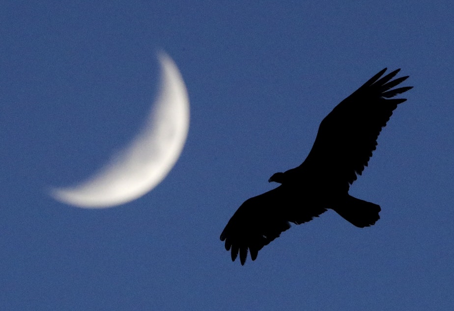 caption: A crow soars as the crescent moon sets in the distance Friday, June 7, 2019, in McCracken, Kan. 