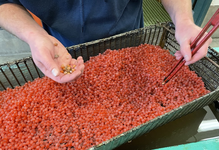 caption: As part of routine maintenance, WDFW employee Travis Burnett culls dead salmon eggs to protect live eggs from spoilage. These eggs will be used to help revive salmon populations after the flooding on Issaquah Creek washed many of the eggs into Lake Sammamish, where they're at risk of predation by other fish like bass.