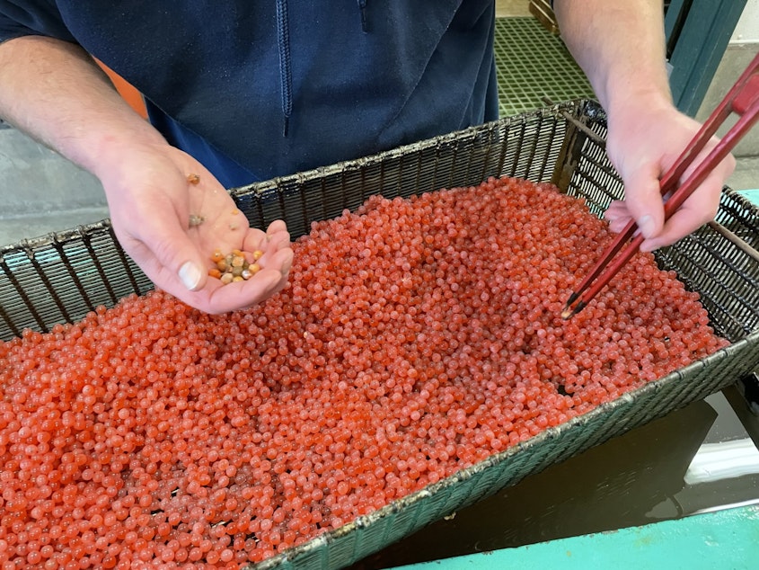caption: As part of routine maintenance, WDFW employee Travis Burnett culls dead salmon eggs to protect live eggs from spoilage. These eggs will be used to help revive salmon populations after the flooding on Issaquah Creek washed many of the eggs into Lake Sammamish, where they're at risk of predation by other fish like bass.