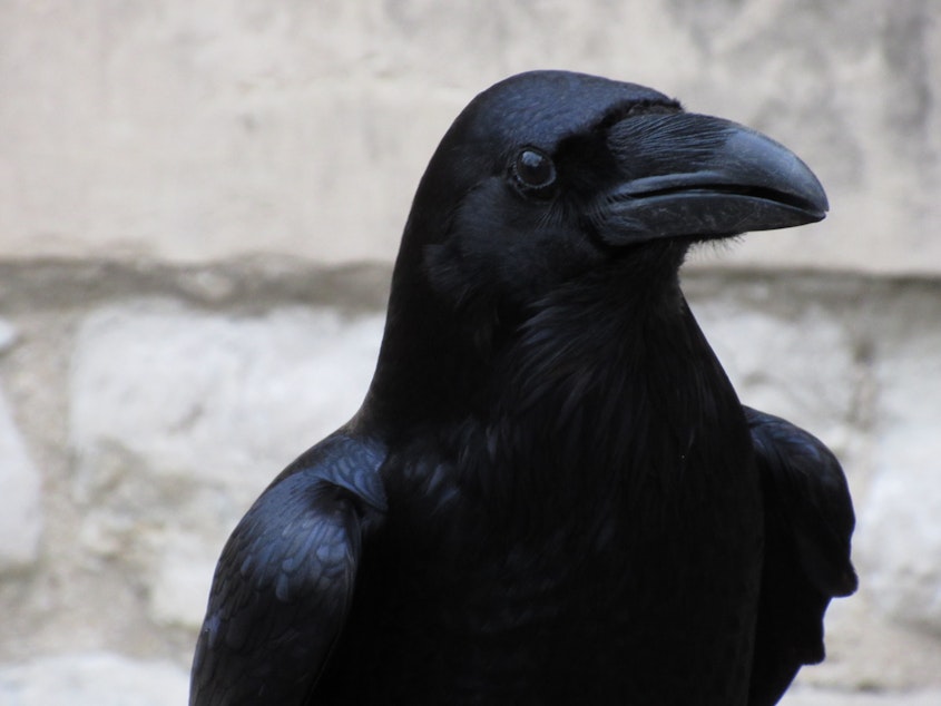 caption: A raven’s brain is literally the size of a walnut. But the ratio between the size of a raven’s brain and it’s body is one of the largest of any bird in the world. 