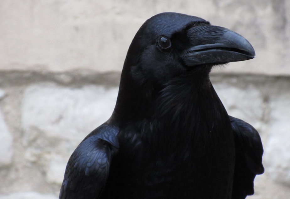 caption: A raven’s brain is literally the size of a walnut. But the ratio between the size of a raven’s brain and it’s body is one of the largest of any bird in the world. 