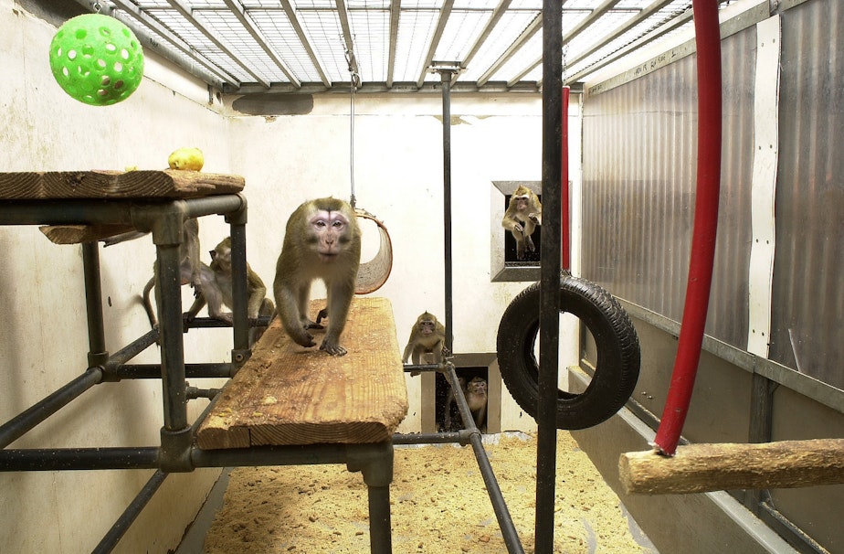caption: The University of Washington is home to one of seven federally funded primate research centers in the country. There’s strong disagreement about whether they should be experimenting on animals at all.