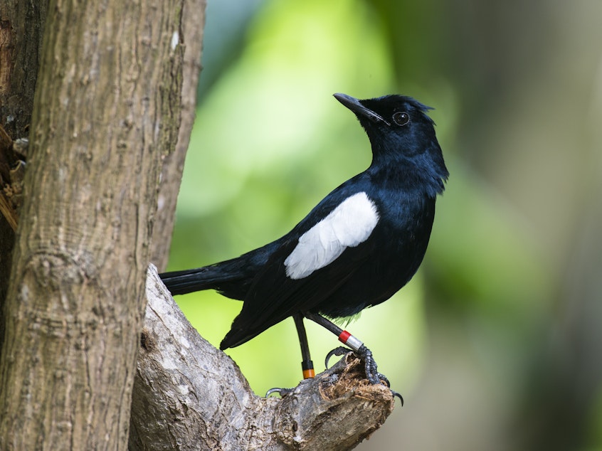 caption: Seychelles magpie-robin (Copsychus sechellarum), Cousin Island Special Reserve, Seychelles.