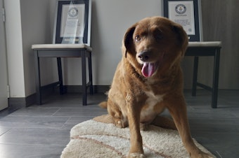 caption: Bobi, a purebred Rafeiro do Alentejo Portuguese dog, poses for a photo with his Guinness World Records certificates for the oldest dog ever, at his home in Conqueiros, central Portugal, on May 20, 2023.