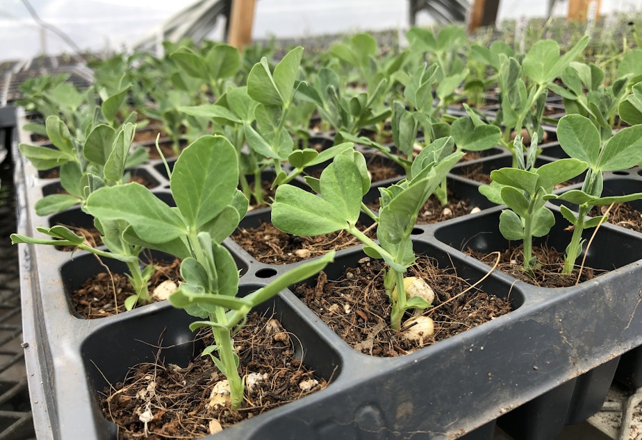 caption: Trays of pea shoots growing inside the greenhouse at Rainier Beach Urban Farm. 