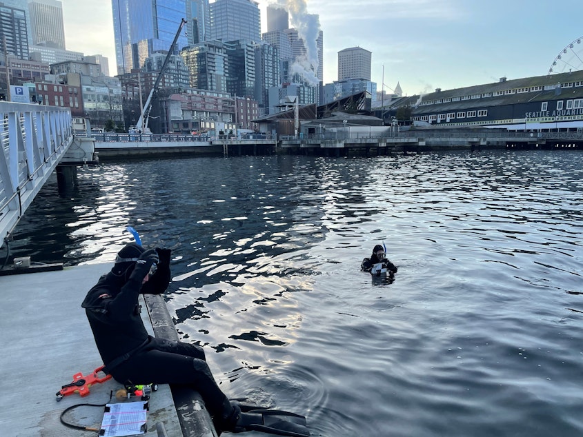 caption: Jason Toft prepares to enter the water off downtown Seattle to survey juvenile salmon.