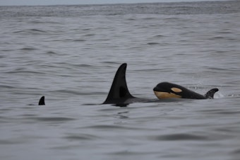caption: Howie Tom captured this photo of an orca calf swimming with the L pod near Tofino, British Columbia on June 20, 2023. 