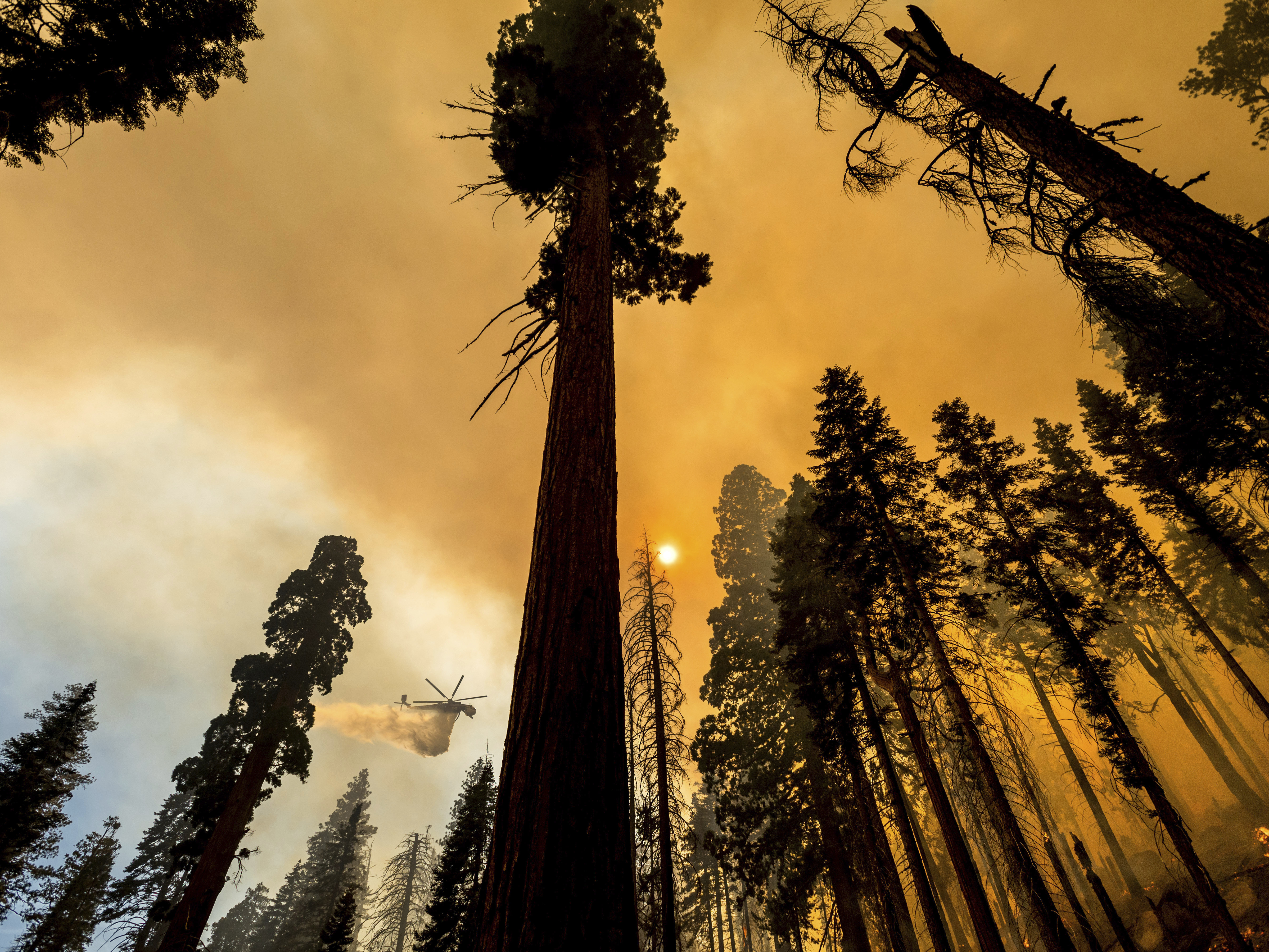 caption: A helicopter drops water on the Windy Fire burning in the Trail of 100 Giants grove of Sequoia National Forest, Calif., on Sunday.