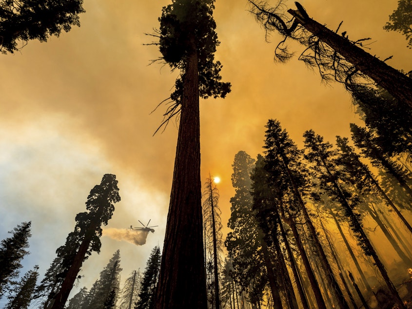 caption: A helicopter drops water on the Windy Fire burning in the Trail of 100 Giants grove of Sequoia National Forest, Calif., on Sunday.