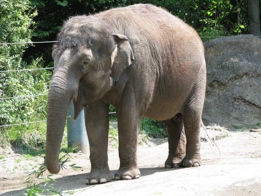 caption:  Bamboo, one of two elephants at Woodland Park Zoo, is being sent to Oklahoma with Chai.