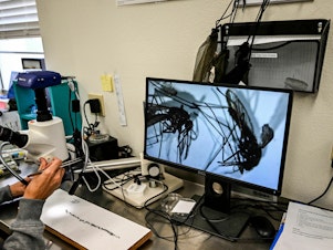 caption: Health officials at Sarasota County Mosquito Management Services study specimens of anopheles mosquitoes that cause malaria, in Sarasota, Fla. on June 30, 2023. The U.S. Centers for Disease Control and Prevention issued an alert after five cases of malaria were confirmed, the first locally acquired cases of the disease in the United States in 20 years.