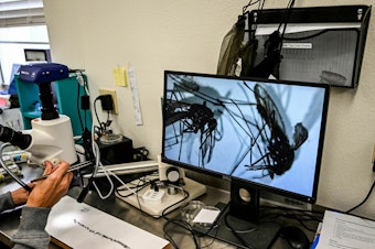 caption: Health officials at Sarasota County Mosquito Management Services study specimens of anopheles mosquitoes that cause malaria, in Sarasota, Fla. on June 30, 2023. The U.S. Centers for Disease Control and Prevention issued an alert after five cases of malaria were confirmed, the first locally acquired cases of the disease in the United States in 20 years.