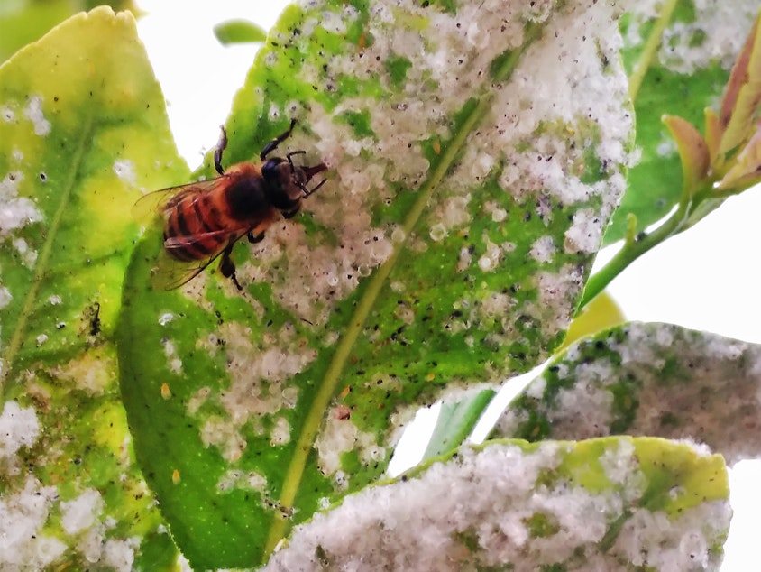 caption: Honeybees are seen feeding on the honeydew of whiteflies in citrus trees. Traces of neonicotinoids, a family of pesticides, have shown up in honeydew, an important food source for other insects.