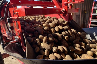 caption:  Potatoes, fresh from the field, bump onto a belt before being transferred to a storage shed outside of Boardman, Oregon.