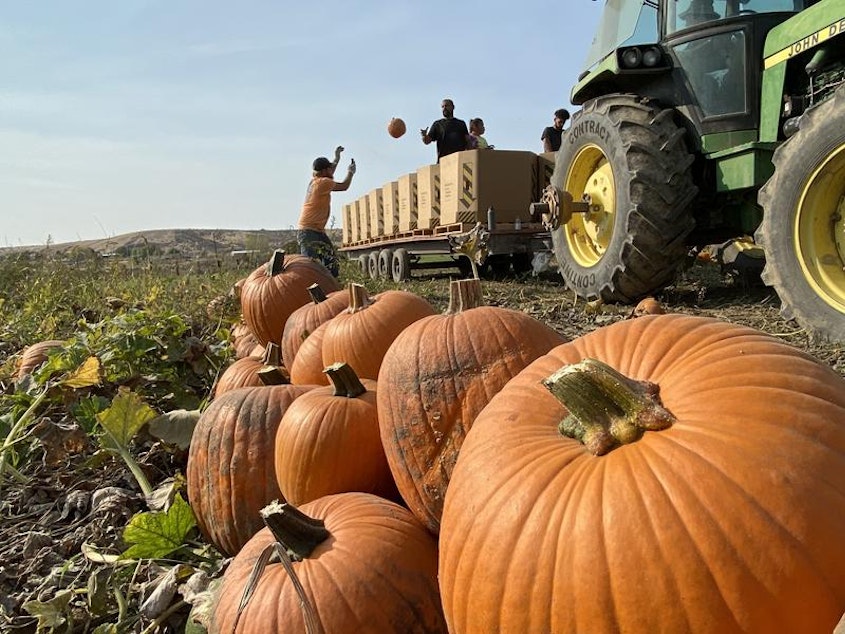 caption: Crews throw pumpkins onto a tractor and trailer from the field on the Cox farm outside of Kennewick, Washington. A proposed reservoir from the Kennewick Irrigation District would flood the farm. The Cox family isn't interested in selling.