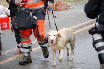 caption: Dog rescued from mudslide debris on March 25, 2014.