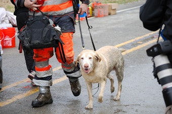 caption: Dog rescued from mudslide debris on March 25, 2014.