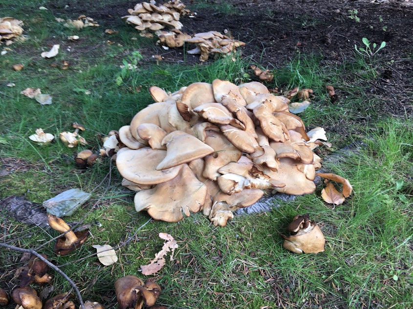 caption: Reporter Carolyn Adolph took this photo of a "mess of mushrooms" earlier this month in Whistler, B.C. 