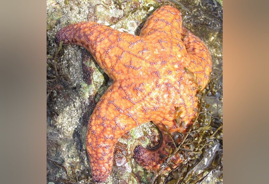 caption: An ochre sea star near the San Juan Islands.