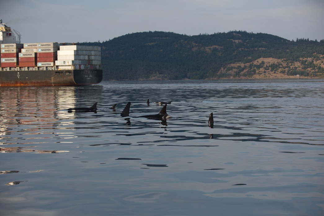 caption: Endangered orcas surface near a container ship in September 2017.