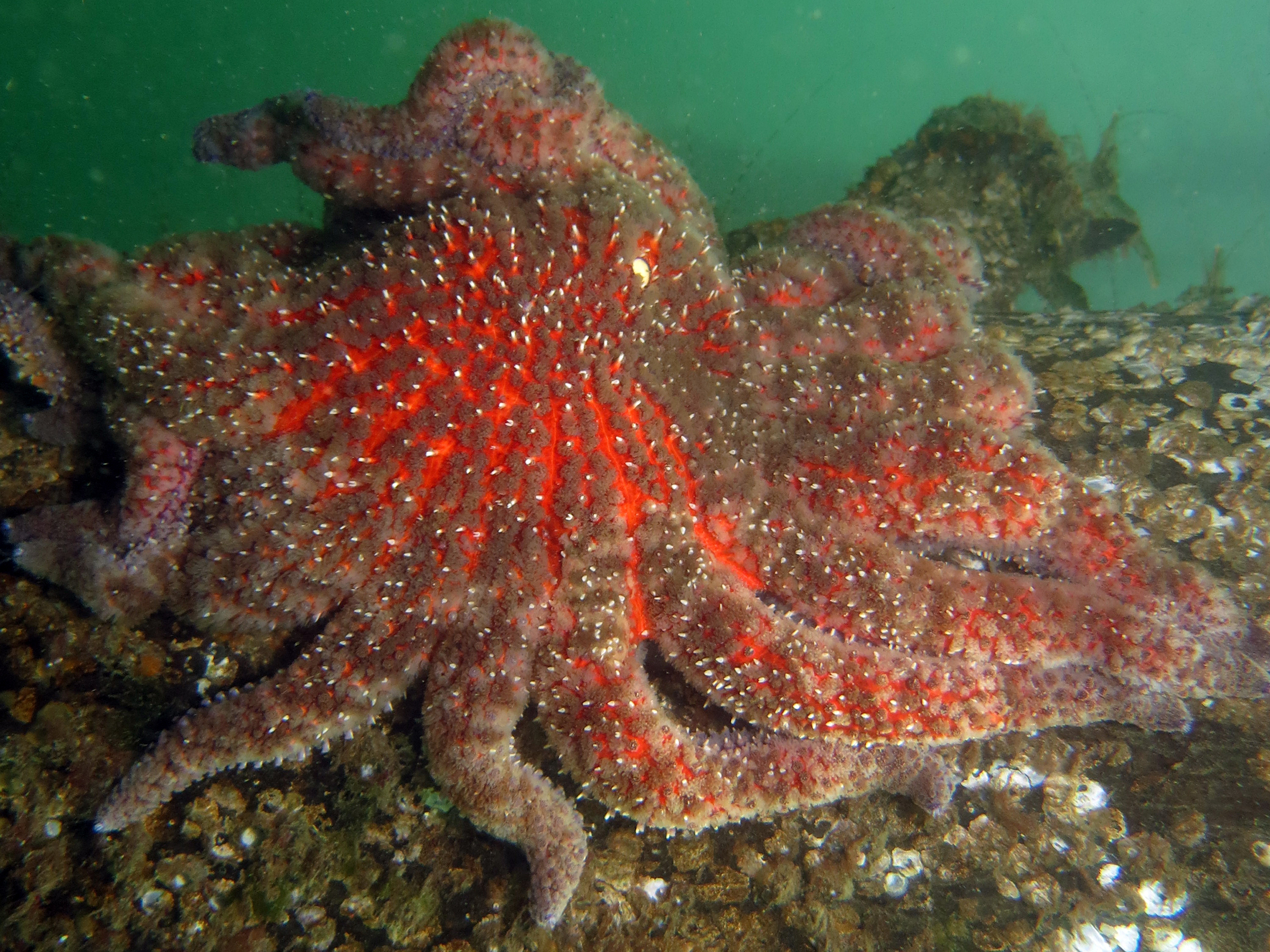 A healthy sunflower star.