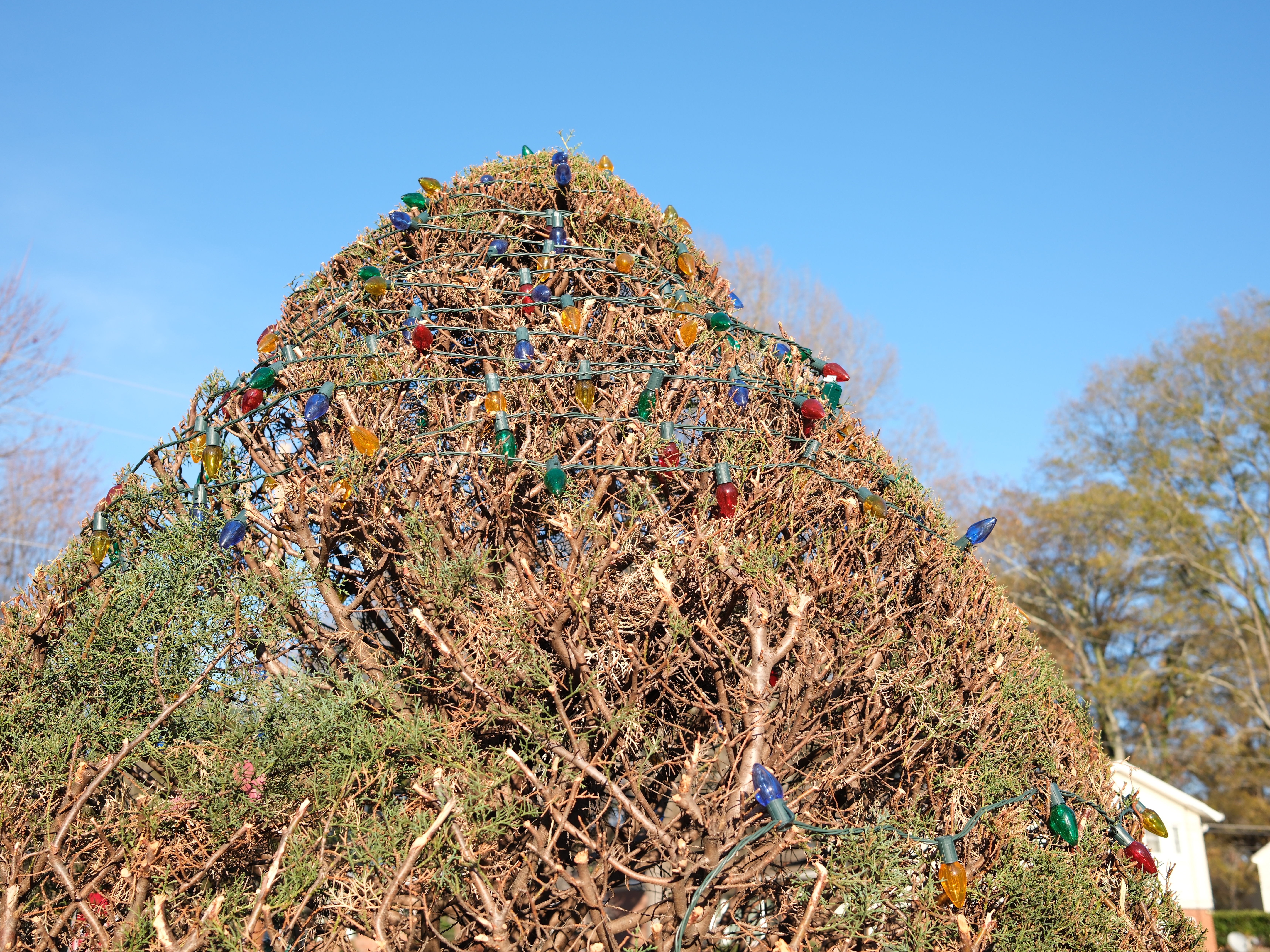 caption: The pine tree in Rheba Hamilton's front yard was left half-decorated after immigration agents showed up to question the men who were stringing her Christmas lights. She decided to leave it that way as a symbol of the economic and human costs of the immigration crackdown.