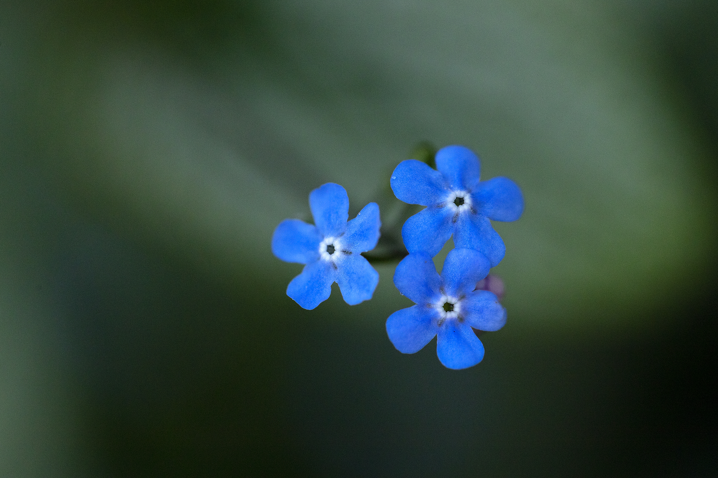 caption: Forget-me-not flowers are photographed with a macro lens on Thursday, April 9, 2026, in Seattle. 