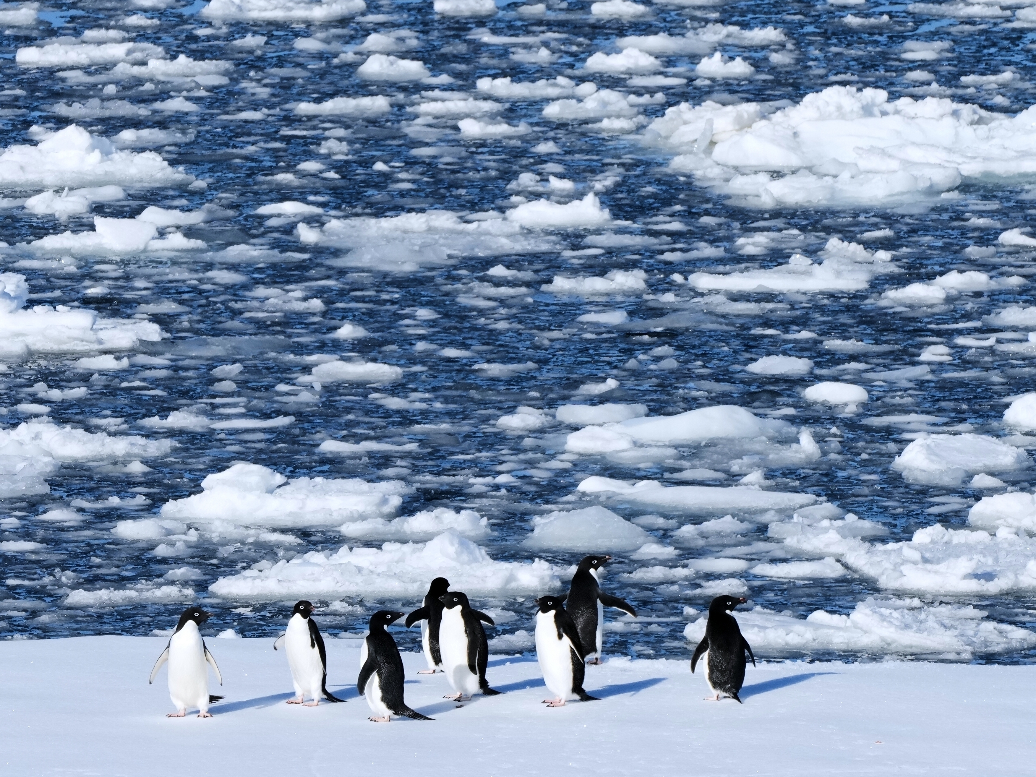 caption: FILE - Adelie penguins stand on a block of floating ice at Yalour Islands in Antarctica, Nov. 24, 2025.