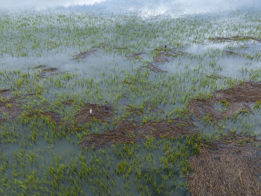 caption: A snowy egret stands within the salt marsh at Station Creek Landing in St Helena, S.C., on July 10, 2023.