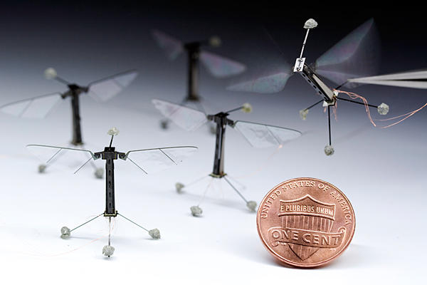caption: Several RoboBees sit on the ground next to a penny, while another is held in tweezers with the wings activated.