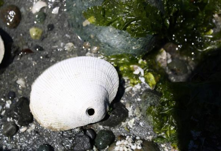 caption: Why did so many healthy clams turn up dead at low tide last week?
