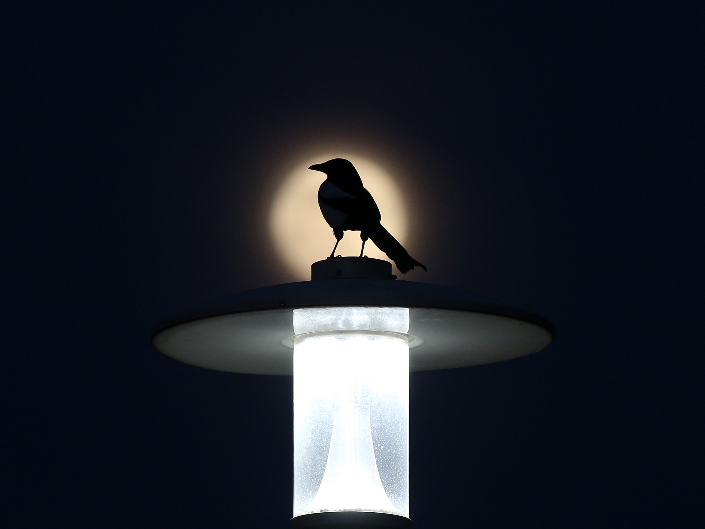 caption: A new study finds that light pollution makes birds' days last longer.