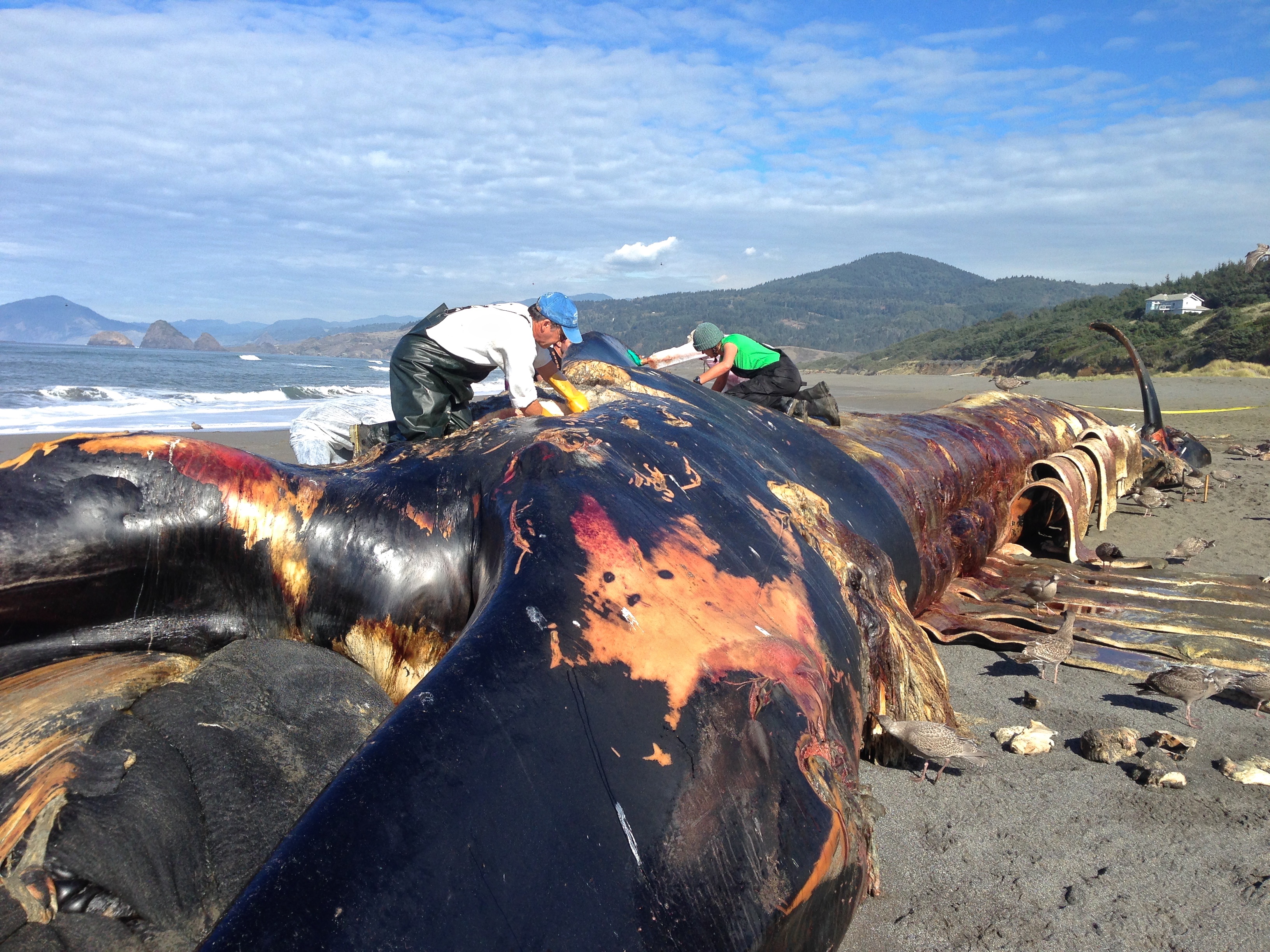 caption: An OSU team salvaged the bones from this blue whale in late 2015.